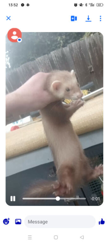 Hob polecat don't bite