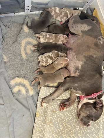 Pocket bully puppies