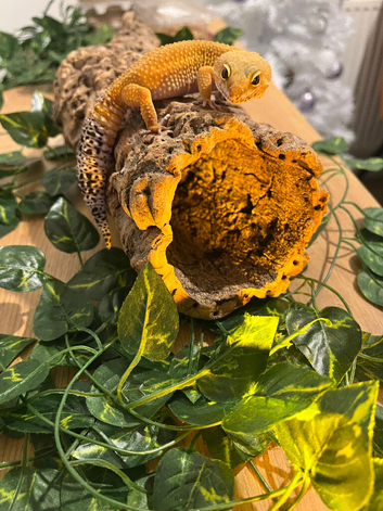Female Leopard Gecko + Full Plug & Play Setup