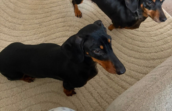 3 year old dachshund