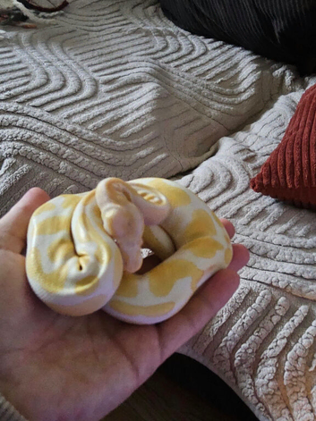 66% het pied female python