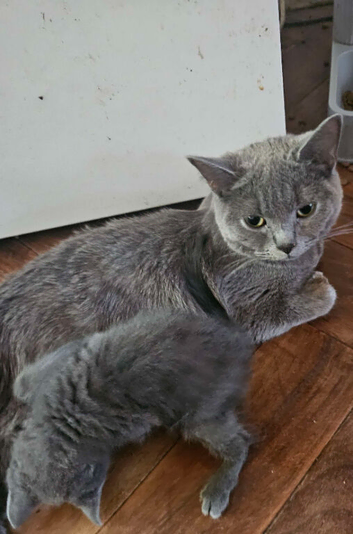 Gorgeous Grey British Shorthair Mix Adult Cats