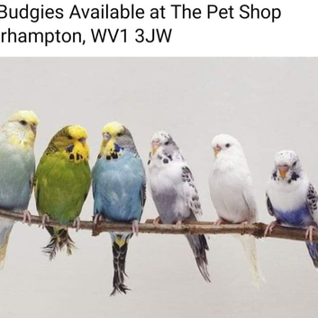 Budgies available....normal & Exhibition