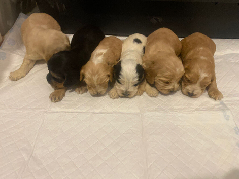 Cocker spaniel puppies