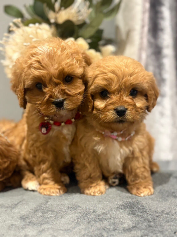 Cavapoo puppy's