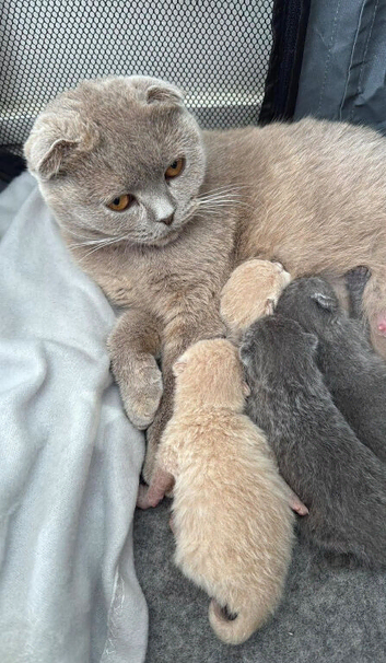 Scottish fold x British blue girl!
