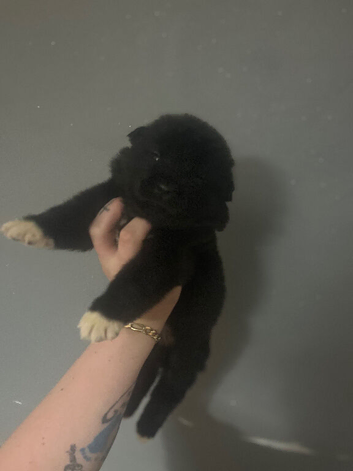 Akita puppies