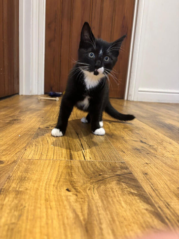 Gorgeous kitten