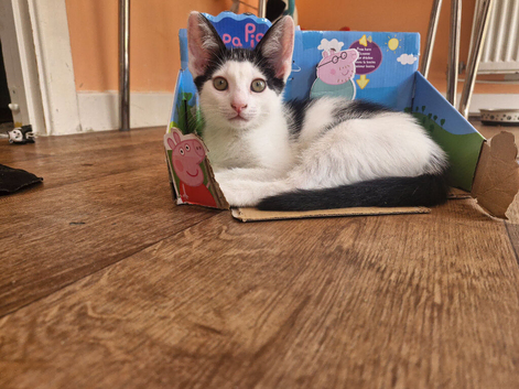 One gorgeous male looking for his forever home