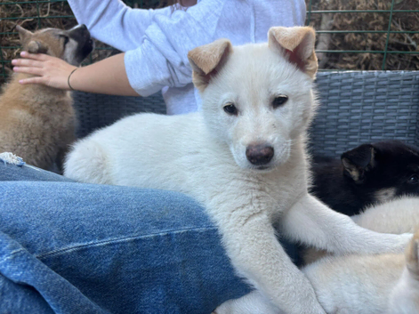 Shepsky Pups