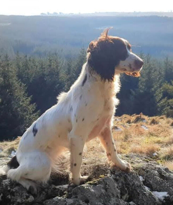 Kc reg English springer spaniel pups