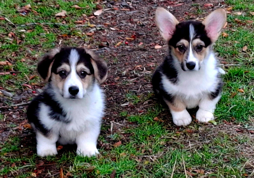 REDUCED!! 1 boy, 1 girl KC Pembroke Corgis