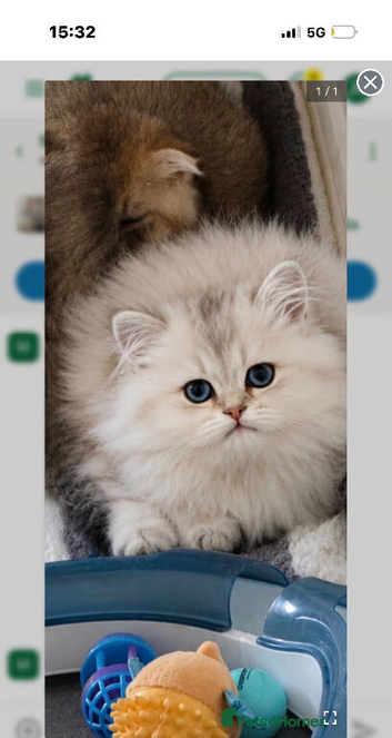 Beautiful kitten available