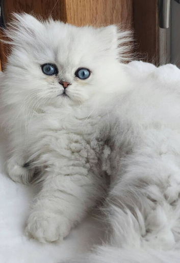 Pure chinchilla Persian