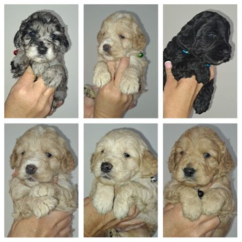 Beautiful cockapoo puppies