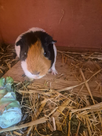 One male piggie
