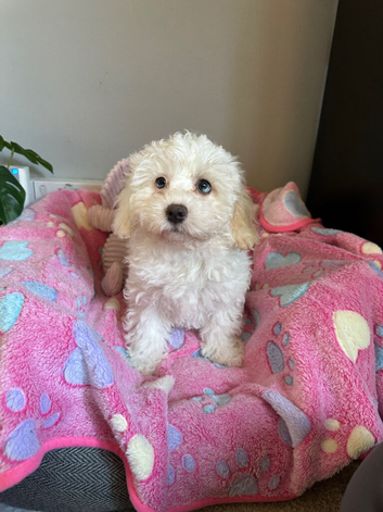Last Girl Remaing - Beautiful Shihpoochon Puppy