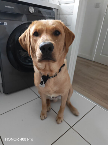 Beautiful Boy Max stud dog