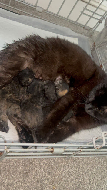 4 kittens ready to leave at the end of July