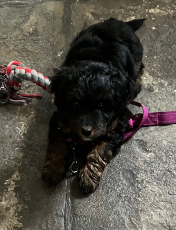Gorgeous Jackapoo puppy