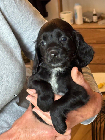 Cocker spaniel puppies