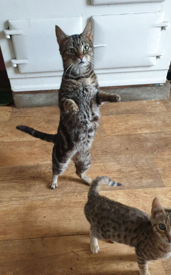 stunning black n gold marbled boy Ready now