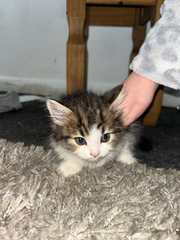 4 kittens for sale