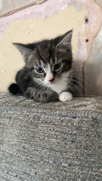 Tabby kitten