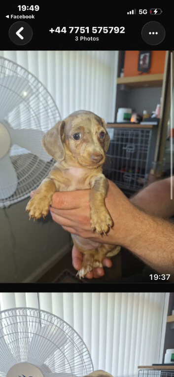 Miniature dachshund