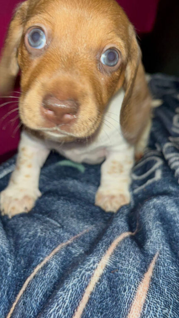 Gorgeous Miniature Dachshund &ndash; Family Raised