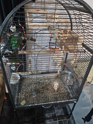 Green cheek conya parakeets