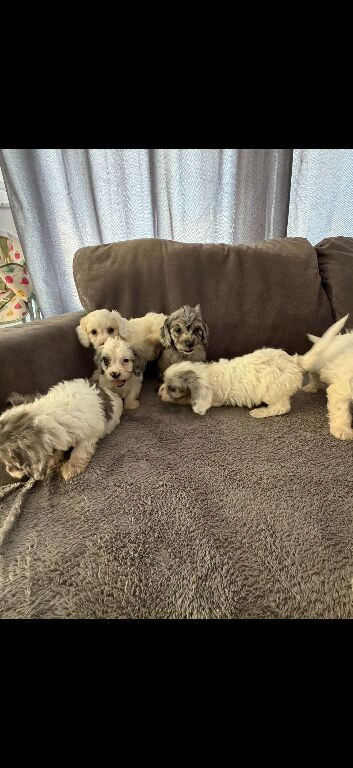 10 beautiful cockapoo puppies