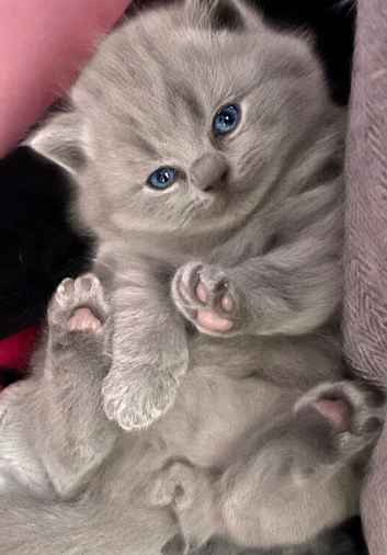 CHUNKY  GCCF REGISTERED PEDIGREE  BRITISH SHORTHAIR BLUE KITTENS