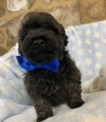F1 Toy Poochon puppies
