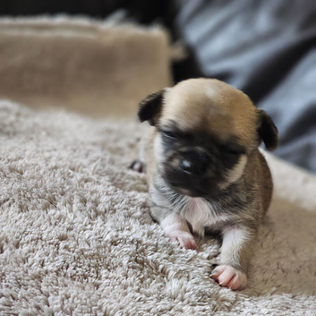 1 baby chiuaua