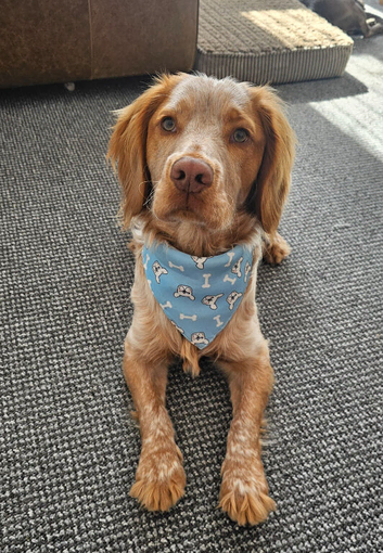 Welsh springer spaniel