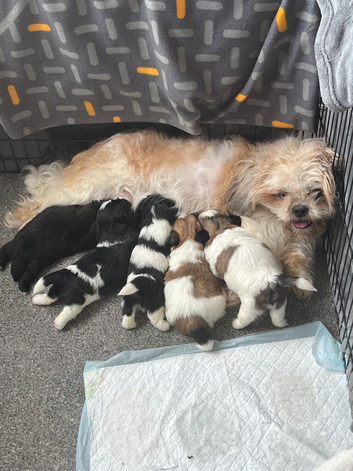 one Male Shih Tzu puppy