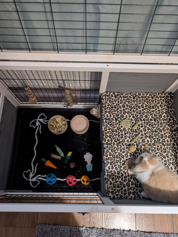 11 week old female rabbit with complete indoor setup