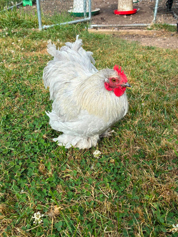Beautiful Lavender Pekin Bantam Trio