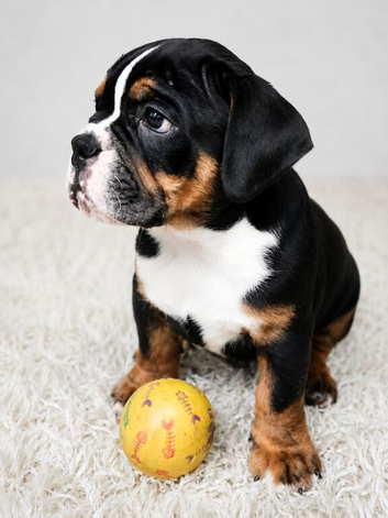 New English Bulldogs puppies