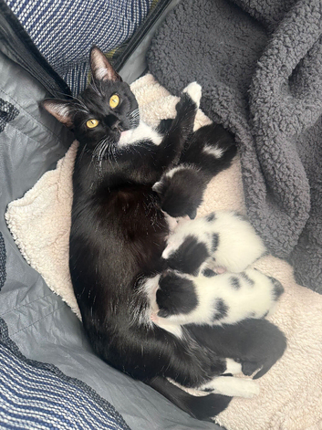 Two kittens for sale