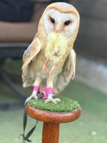 Hand reared beautiful barn owl