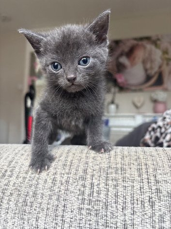 5 kittens ready now