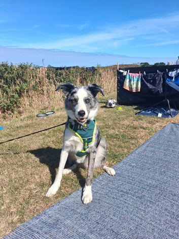 Blue merle BC bi eyed male