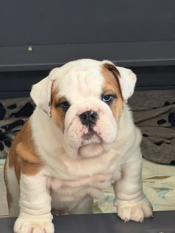 Stunning chunky boy KC Registered
