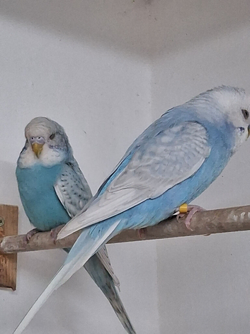 Budgie