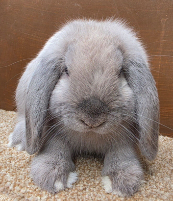 Dwarf Lop Rabbits