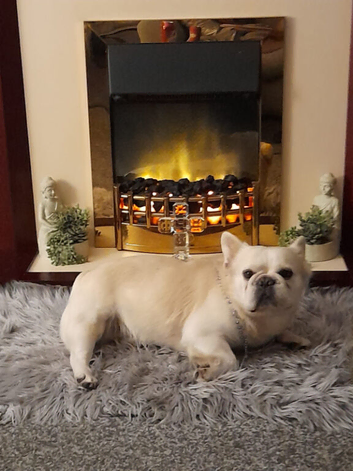 KC french bulldog for sud