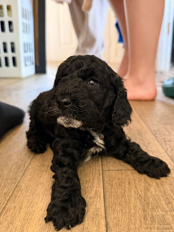 F1b cockapoo