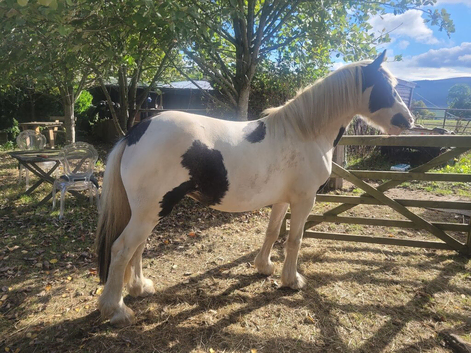Potential Super Cob.